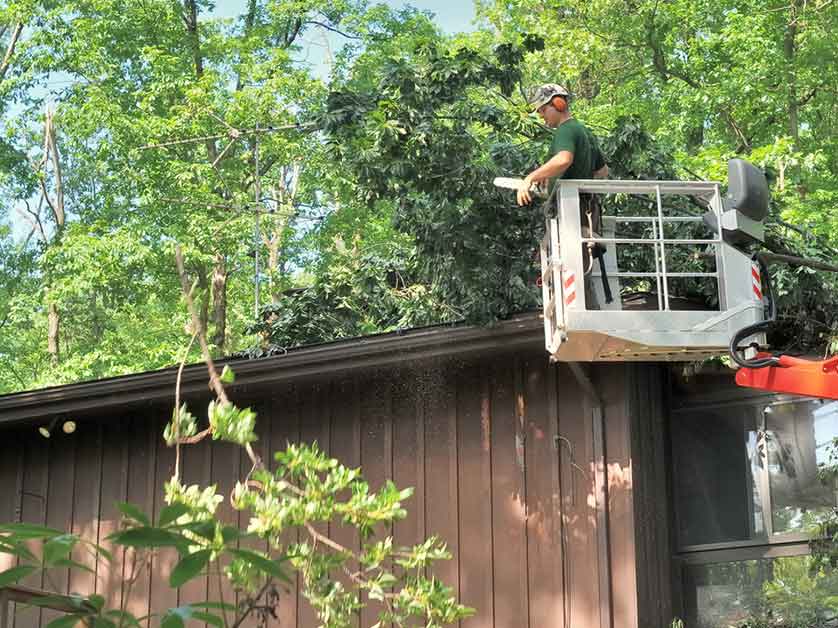 5 Ways Trees Can Damage Your Roof And Home