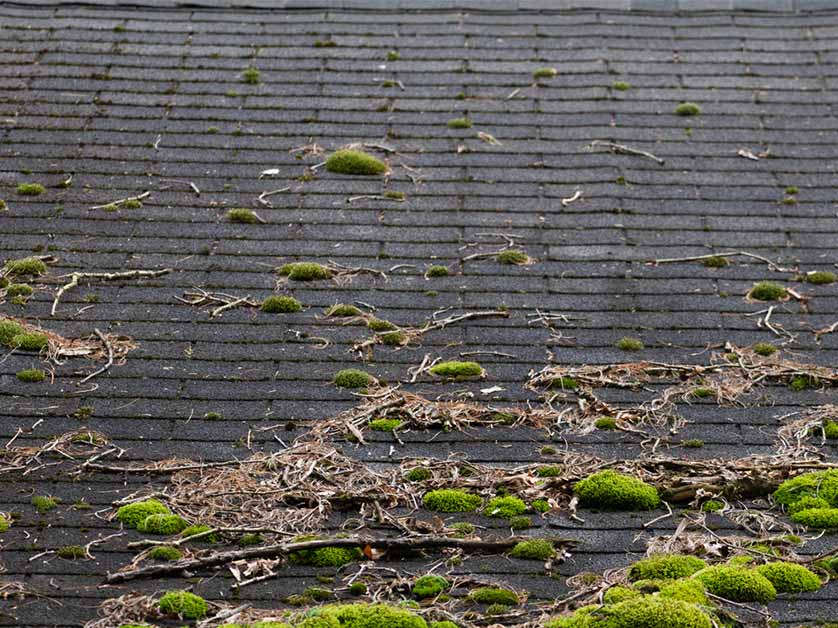 A Quick Look At The Gaf Triple Excellence Award