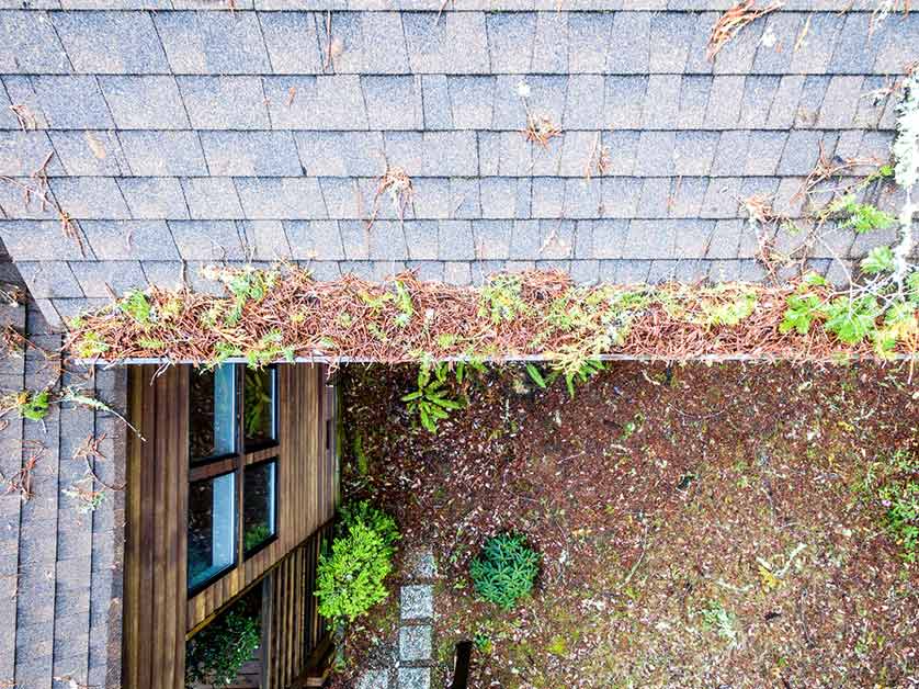 5 Ways Trees Can Damage Your Roof And Home